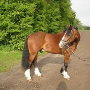 Welsh Cob (sec D) Barnabus