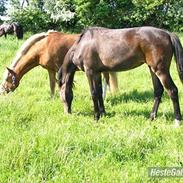 Anden særlig race Julius <3