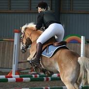 Haflinger Kong Fu