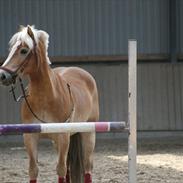 Haflinger Kong Fu