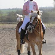 Haflinger Kong Fu