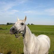 Anden særlig race Windsor 