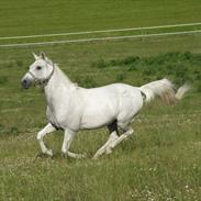 Anden særlig race Windsor 