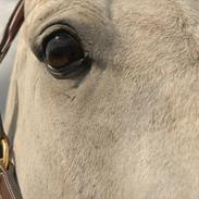 Anden særlig race Dolmet Skylight R.I.P <3 