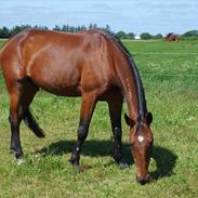 Traver Grev Svanemosen