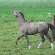 DSP Bomgaardens Davinci *AVLS HINGST* SPH 203