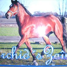 New Forest Orchid's Zaina ½ b pony **SOLGT**