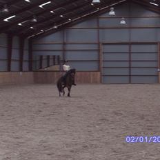 New Forest Orchid's Zaina ½ b pony **SOLGT**