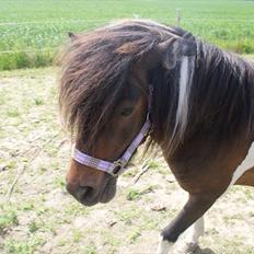 Anden særlig race Freja