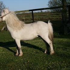 Anden særlig race Ludwig