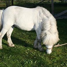 Anden særlig race Ludwig
