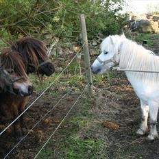 Anden særlig race Ludwig