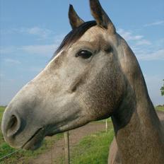 Anden særlig race Egemosegård Chablis