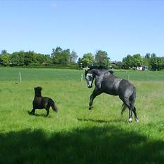 Anden særlig race Egemosegård Chablis