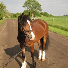 Welsh Cob (sec D) Barnabus
