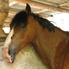 Welsh Cob (sec D) Barnabus