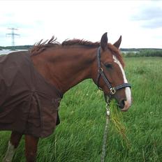 Frederiksborg Poseidon (Traktor) R.I.P.