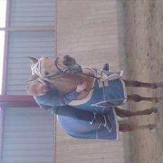 Palomino Golden fair lady (Goldie)