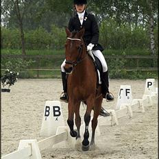 Welsh Cob (sec D) Altenahr Hovgård