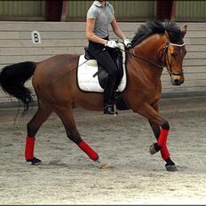 Welsh Cob (sec D) Altenahr Hovgård
