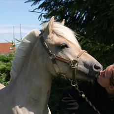 Fjordhest Calle Frølunde