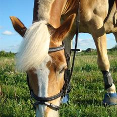 Haflinger Kong Fu