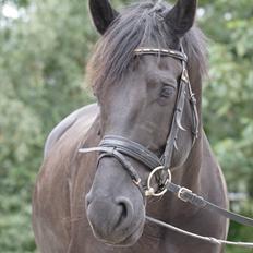 Anden særlig race Noah