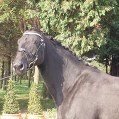 Trakehner Kosova R