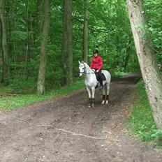 Welsh Partbred (Sec F) Lyngvejens kenzo