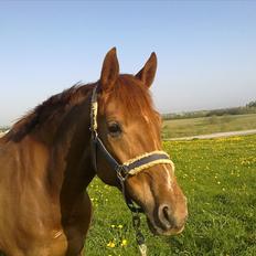 Westfaler Just Capella -TILBAGE HOS EJER