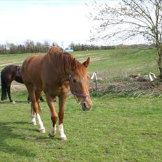 Westfaler Just Capella -TILBAGE HOS EJER