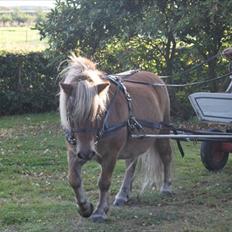 Shetlænder Nalle (Johns pony ;-) )