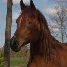 Arabisk fuldblod (OX) D. Shan´n Jan Memory *SOLGT*