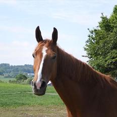 Anden særlig race Magnus