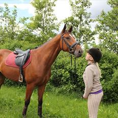 Dansk Varmblod Calahan