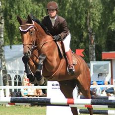 Dansk Varmblod Calahan