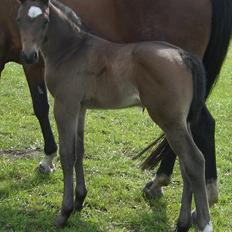 Dansk Varmblod Corvette Royal