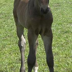 Dansk Varmblod Corvette Royal