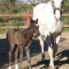 Dansk Varmblod Klostergaardens Medusa