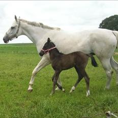 Dansk Varmblod Klostergaardens Medusa