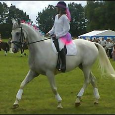 Dansk Varmblod Klostergaardens Medusa