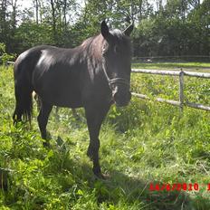 Anglo Araber (AA) Ryttergårdens Sebastian