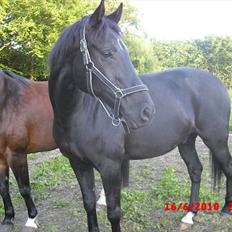 Anglo Araber (AA) Ryttergårdens Sebastian