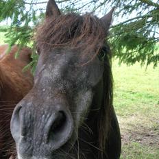 Anden særlig race James *R.I.P*