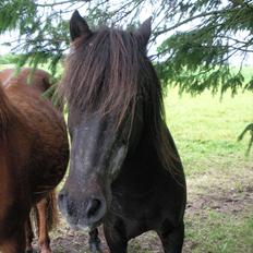 Anden særlig race James *R.I.P*