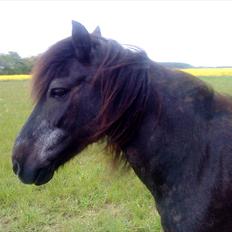 Anden særlig race James *R.I.P*