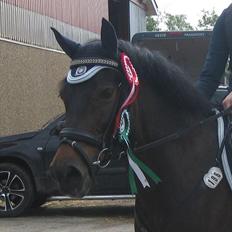 Anden særlig race Angelique SOLGT