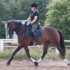 Dansk Varmblod Skovly's Alanta 