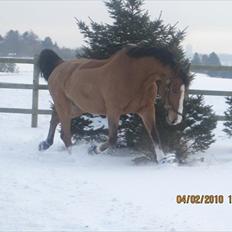 Anden særlig race Bakkegårdens Loyal