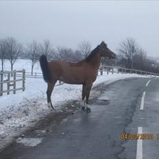 Anden særlig race Bakkegårdens Loyal